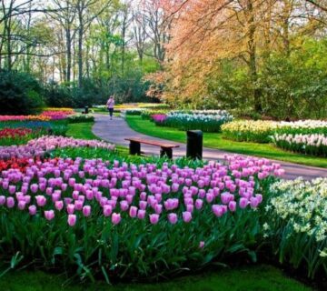 تنسيق حدائق