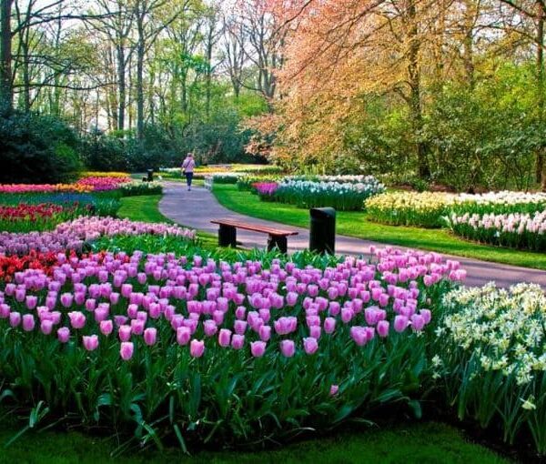 تنسيق حدائق